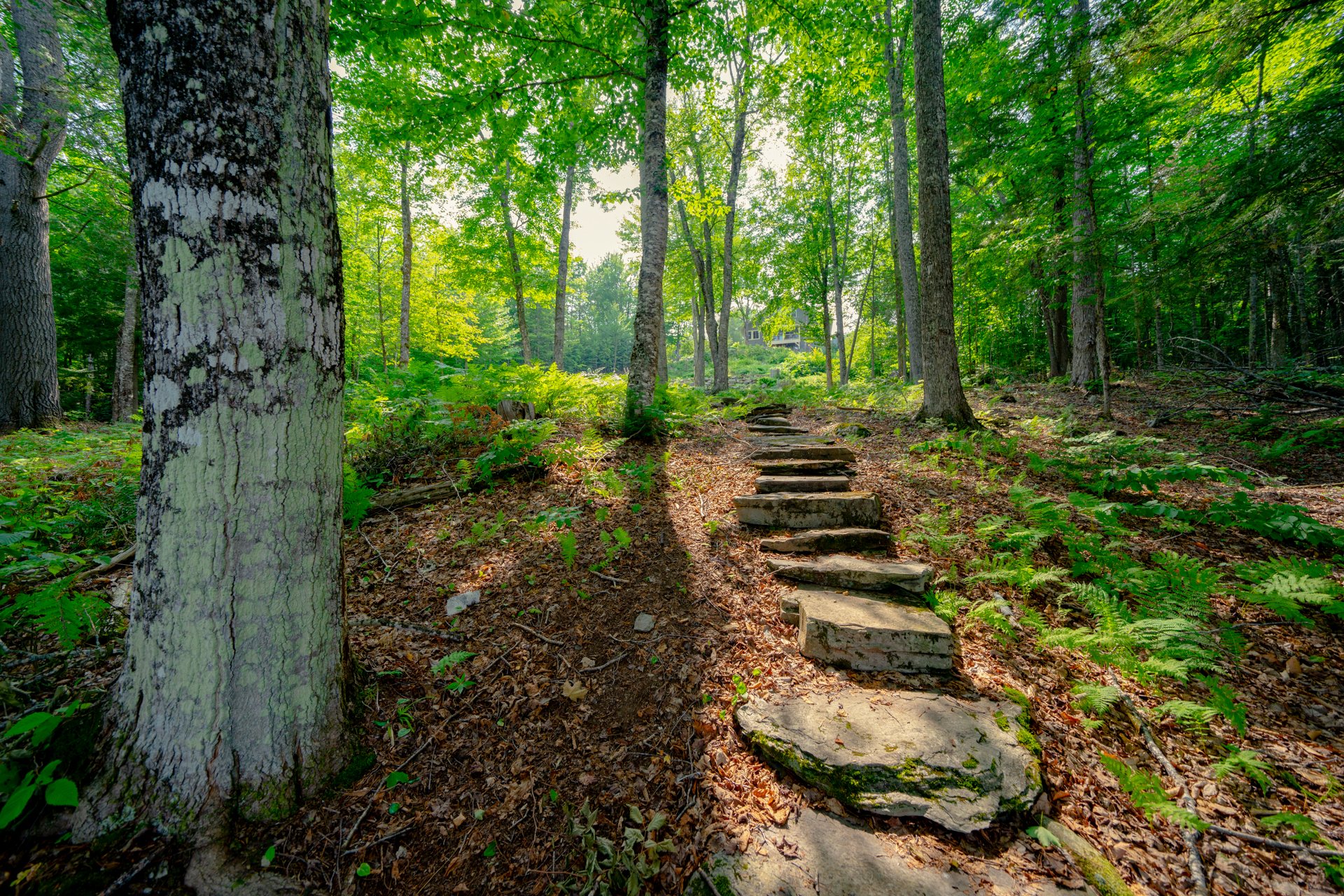The Listening Trail