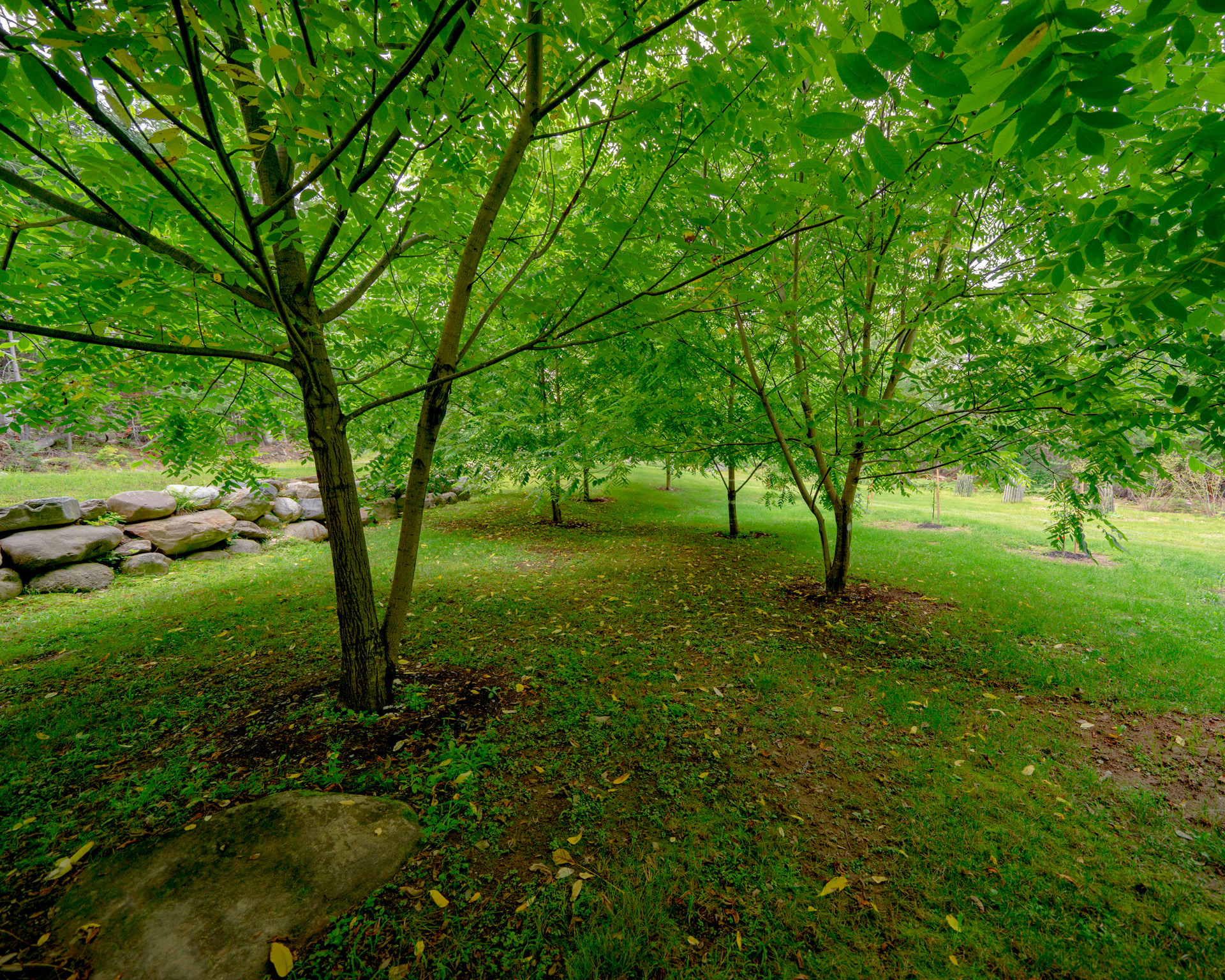 Grassy Event Lawn event space at Dragonwood in Parkman Maine