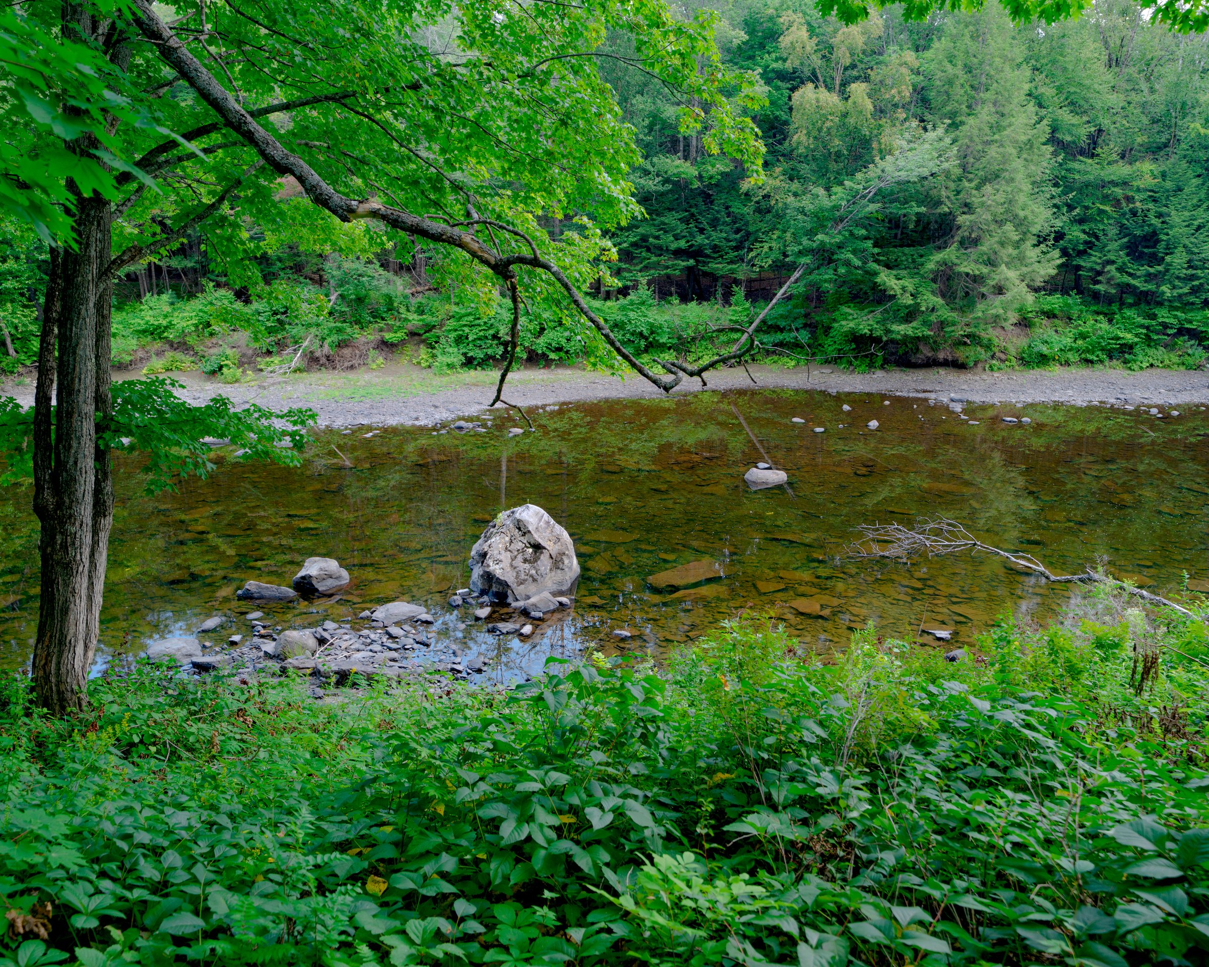 Maine forest on the property