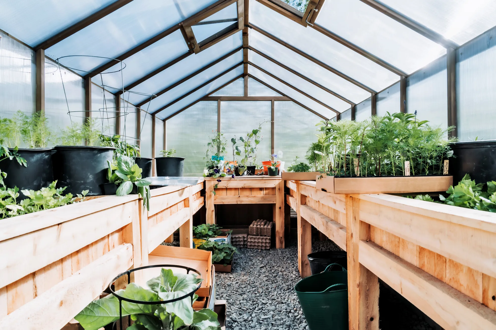 Plants growing inside the Dragonwood greenhouse