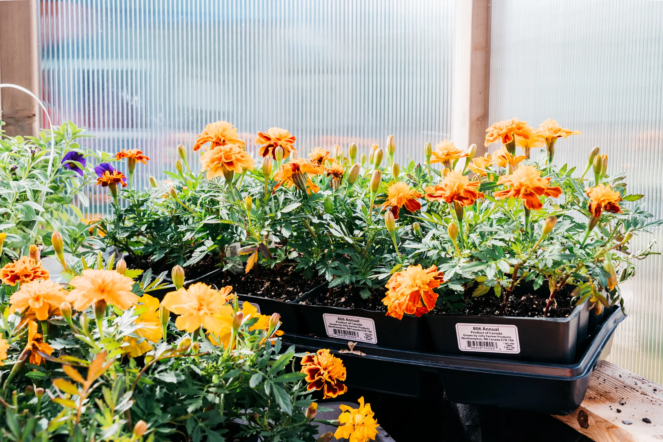 Flowers growing inside the Dragonwood greenhouse