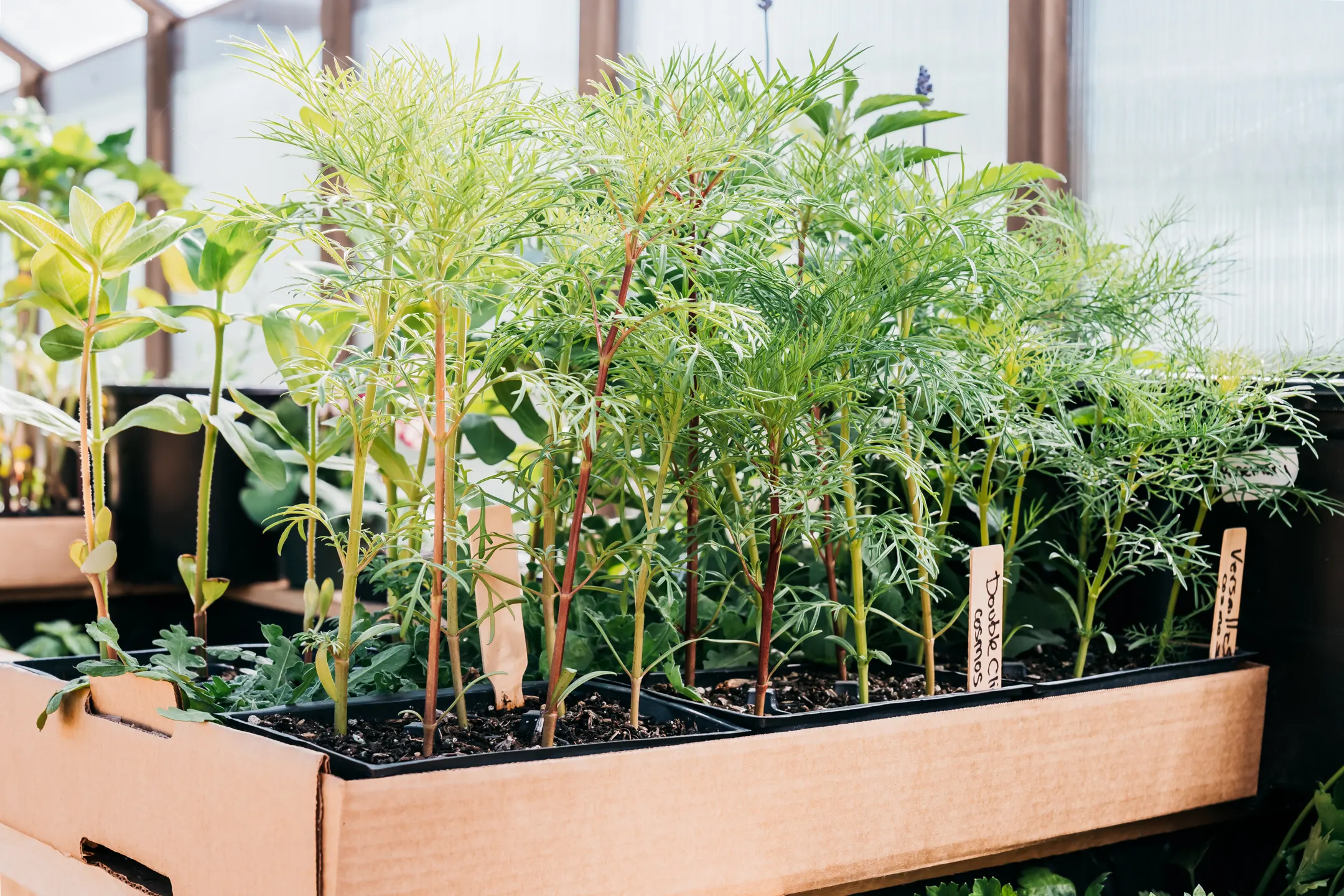 Young plants and seedlings growing in the Dragonwood greenhouse