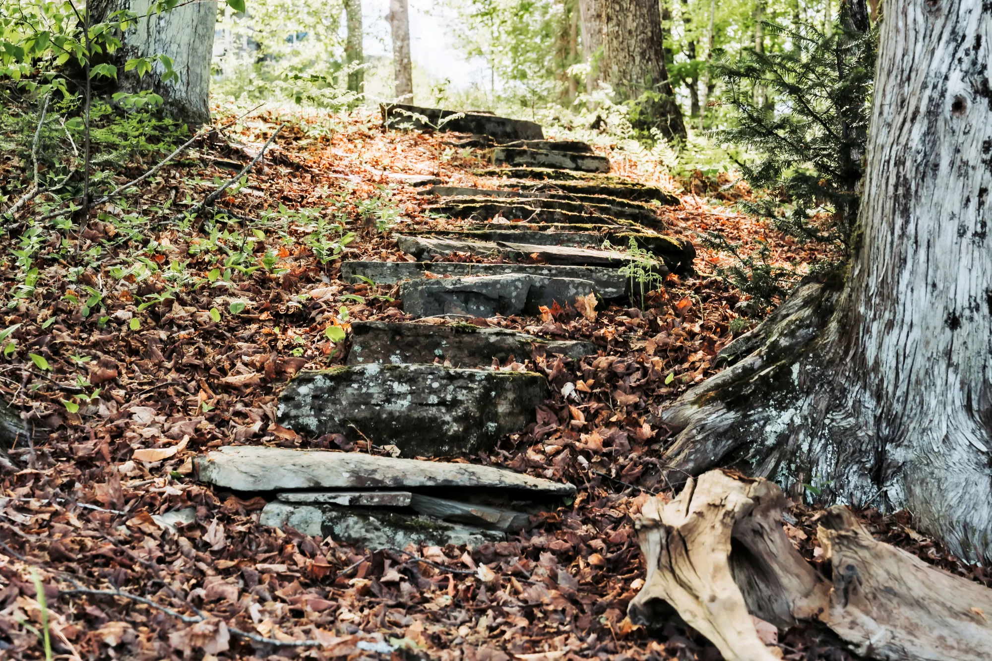 Stone steps winding through the Dragonwood woods